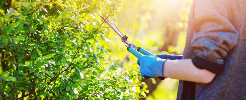 Evergreen Shrub Pruning