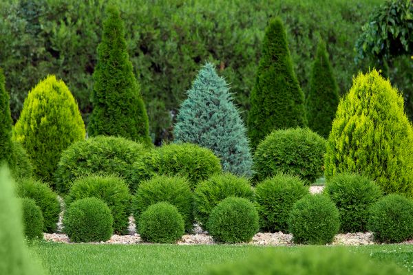 Cost of Bush Trimming Service in Gig Harbor