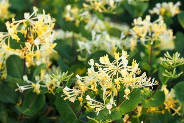 Cost of Honeysuckle Removal in Gig Harbor