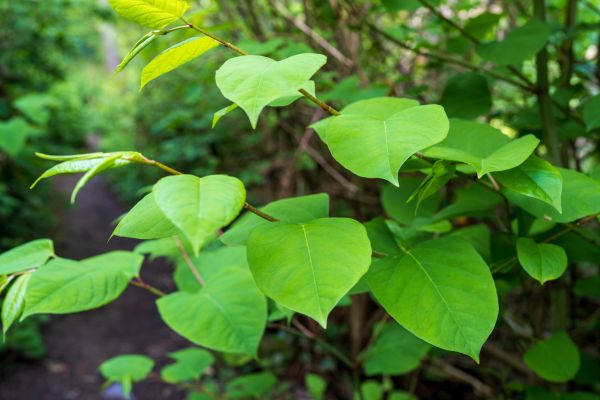 Cost of Invasive Plant Removal in Gig Harbor