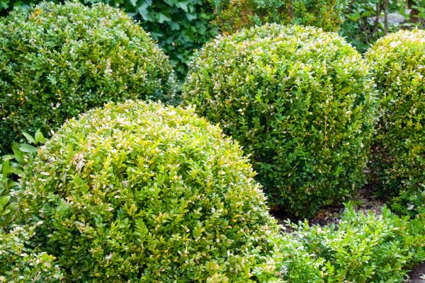 Cost of Landscape Trimming Service in Gig Harbor