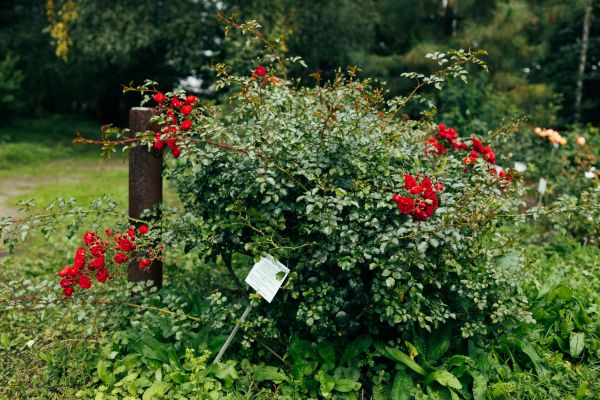 Cost of Rose Bush Removal in Gig Harbor