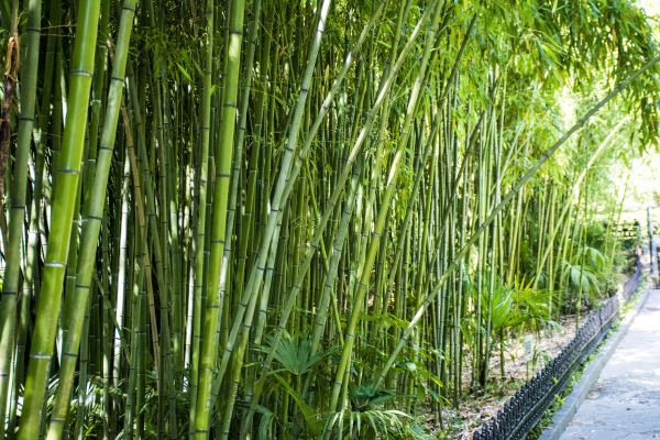 Cost of Bamboo Root Removal in Gig Harbor