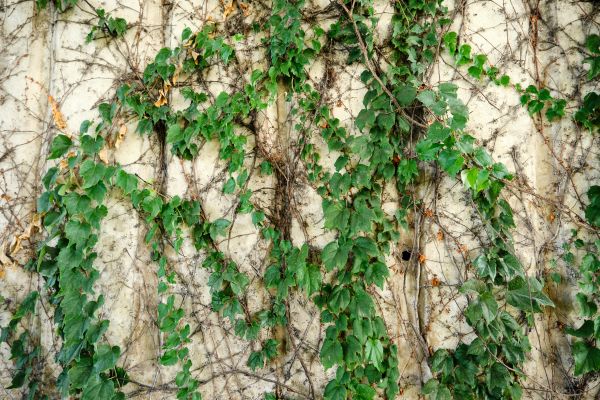 Cost of Vine Removal Service in Gig Harbor