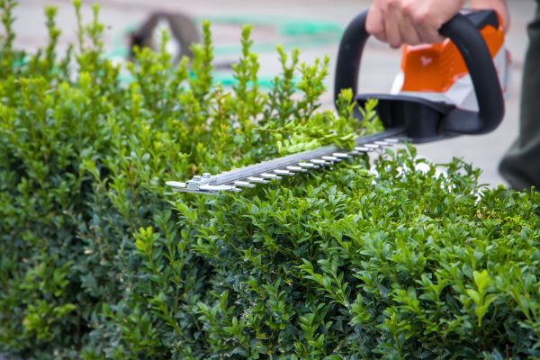 Cost of Hedge Shearing in Gig Harbor