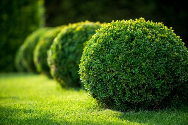 Cost of Bush Pruning in Gig Harbor