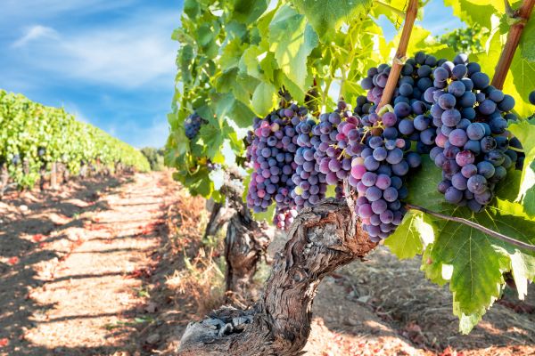 Cost of Grapevine Pruning in Gig Harbor