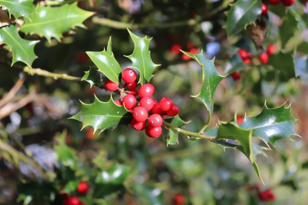 Cost of Holly Tree Trimming in Gig Harbor