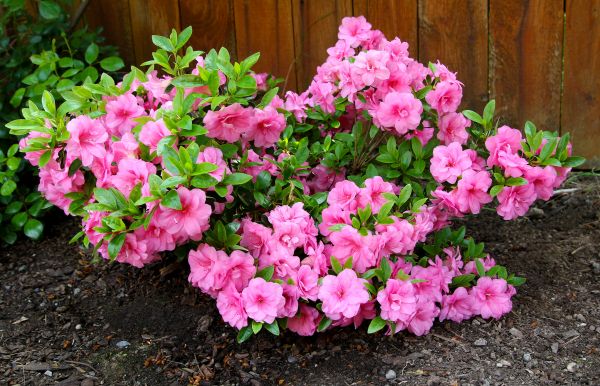 Cost of Azaleas Removal in Gig Harbor
