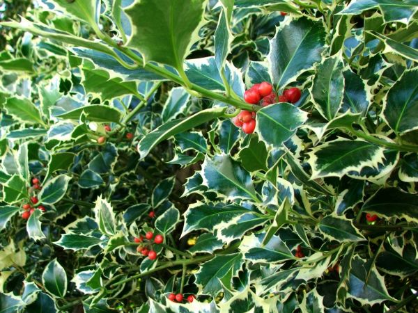 Cost of Holly Bushes Trimming in Gig Harbor