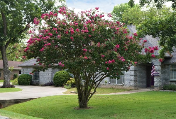 Cost of Crepe Myrtle Trimming in Gig Harbor
