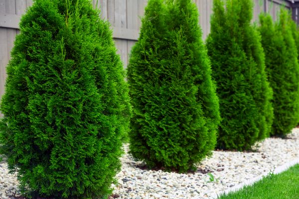 Cost of Arborvitae Removal in Gig Harbor