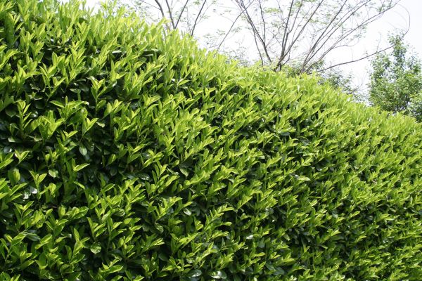 Cost of Laurel Shrub Removal in Gig Harbor
