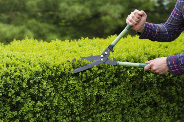 Cost of Evergreen Shrub Pruning in Gig Harbor