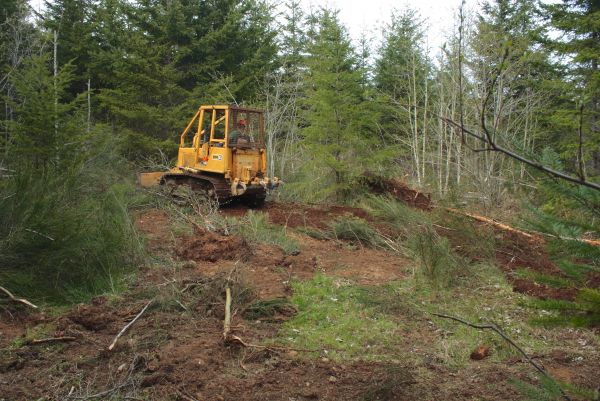 Cost of Shrubbery Clearing in Gig Harbor
