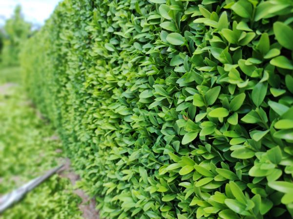 Cost of Boxwood Pruning in Gig Harbor