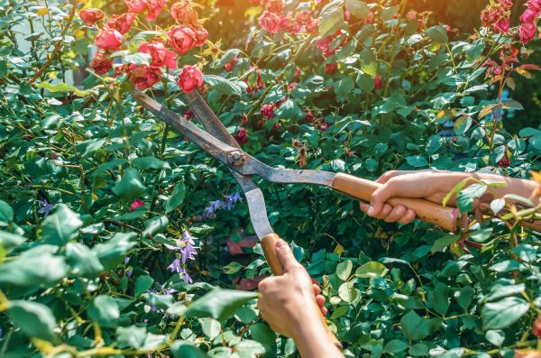 Cost of Knockout Roses Pruning in Gig Harbor
