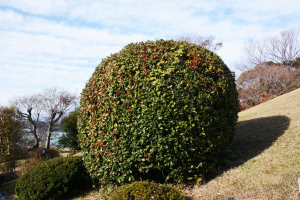 Cost of Holly Shrub Pruning in Gig Harbor