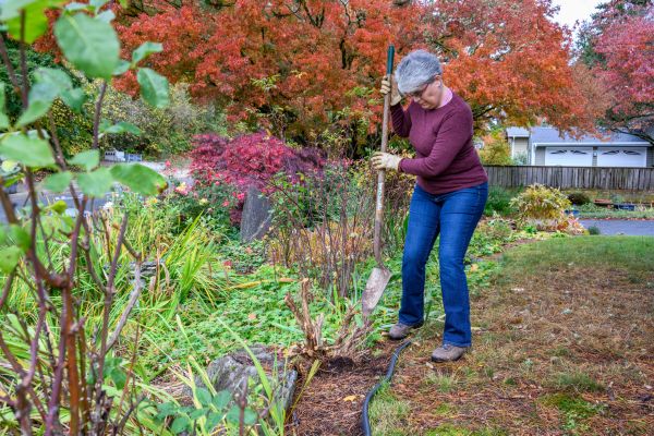 Cost of Dead Bush Removal in Gig Harbor