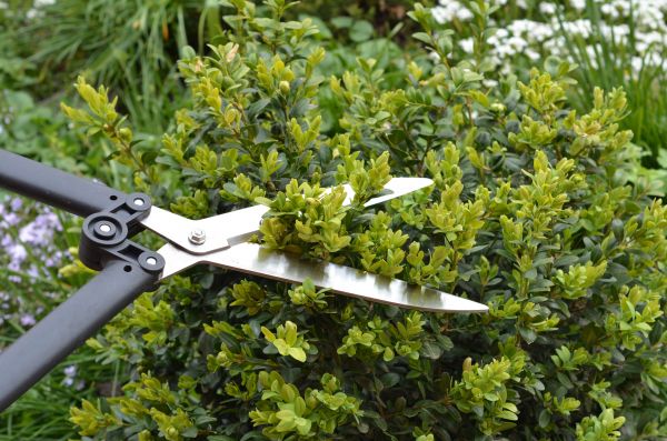 Cost of Boxwood Trimming in Gig Harbor