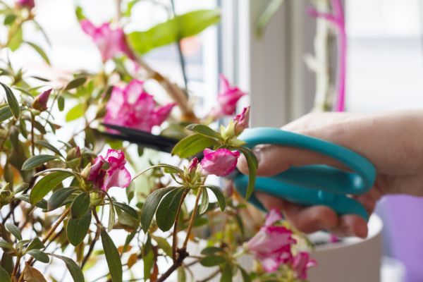 Cost of Azalea Pruning in Gig Harbor