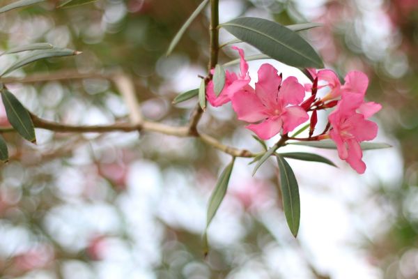 Cost of Oleander Removal in Gig Harbor