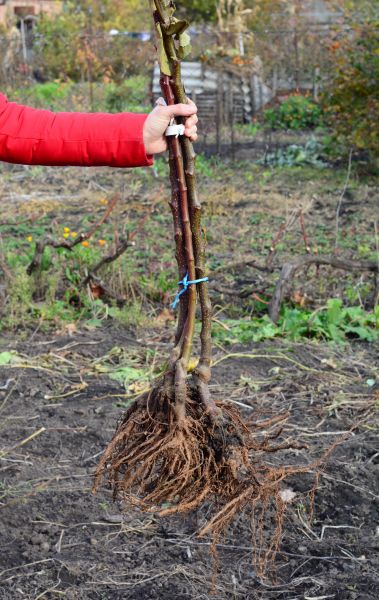Cost of Shrub Root Removal in Gig Harbor