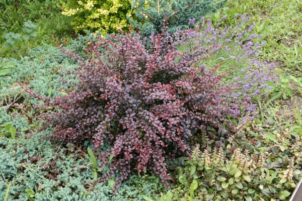 Cost of Japanese Barberry Removal in Gig Harbor