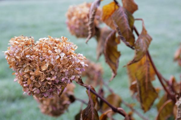 Cost of Hydrangea Removal in Gig Harbor