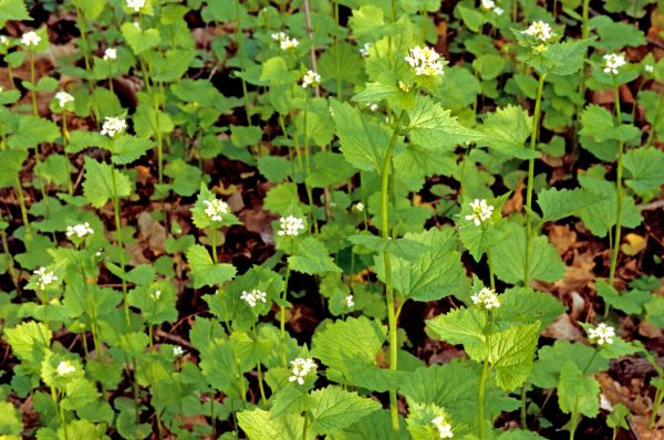 Cost of Garlic Mustard Removal in Gig Harbor