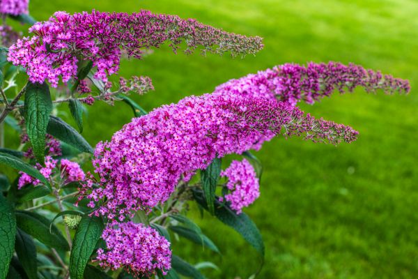 Cost of Butterfly Bush Removal in Gig Harbor