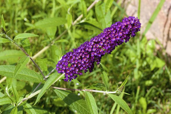 Cost of Butterfly Bush Pruning in Gig Harbor