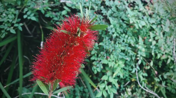 Cost of Bottlebrush Pruning in Gig Harbor